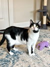 adoptable Cat in dallas, TX named Luke