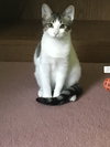 Leia - Photo 4