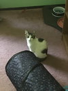 Leia - Photo 5