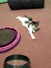 Leia - Photo 6
