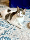 adoptable Cat in dallas, TX named Leia