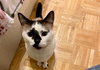 Hobbes - Photo 11