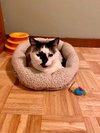 Hobbes - Photo 12