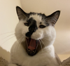 Hobbes - Photo 5