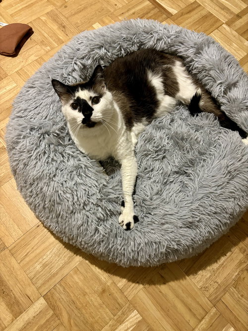 HOBBES - Snowshoe available for adoption