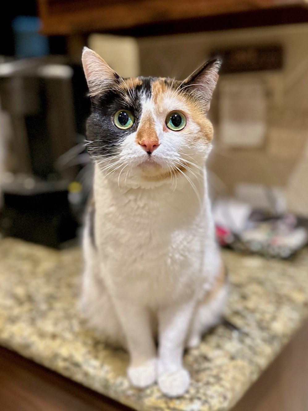 adoptable Cat in Dallas, TX named Meira