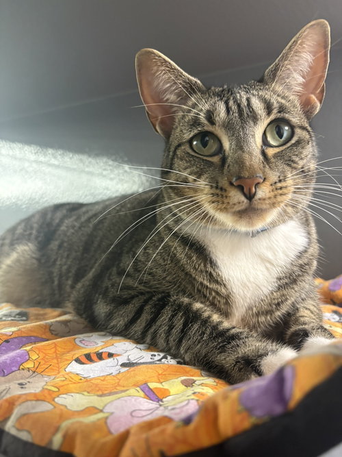 picture of the cat needing adoption