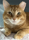 adoptable Cat in prosper, TX named Hammy