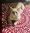 adoptable Cat in dallas, TX named Sherbert