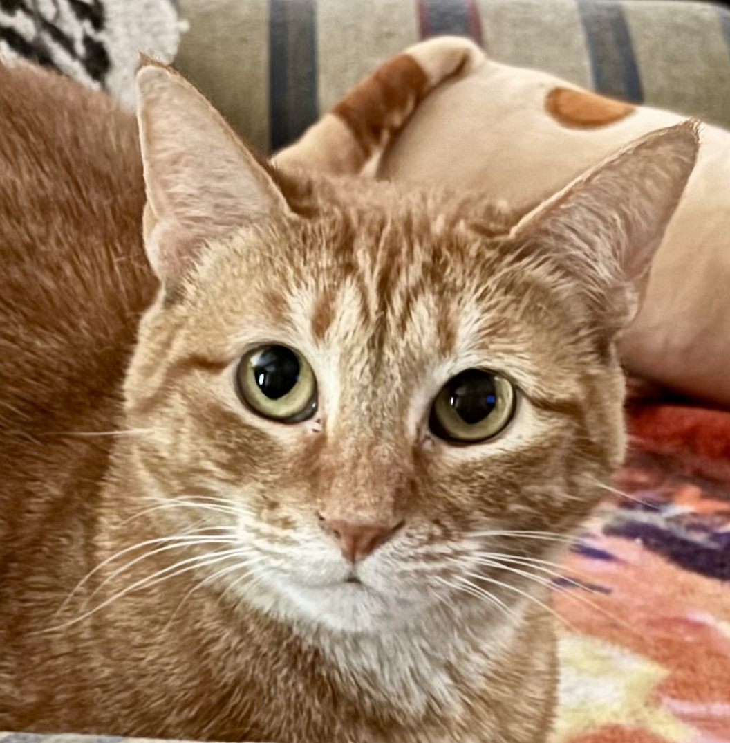 adoptable Cat in Dallas, TX named Ginny