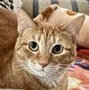 adoptable Cat in dallas, TX named Ginny