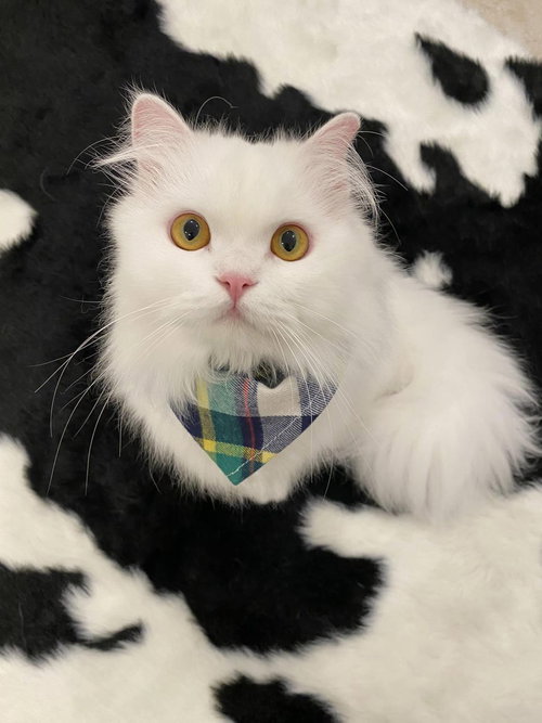 picture of the cat needing adoption
