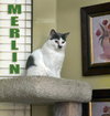 Merlin - Photo 2