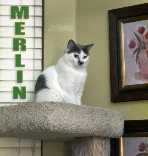 MERLIN - Domestic Short Hair available for adoption