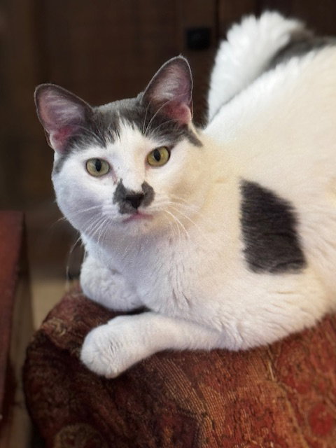 Merlin Image