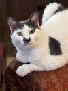 Merlin - Photo 1
