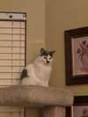 Merlin - Photo 4