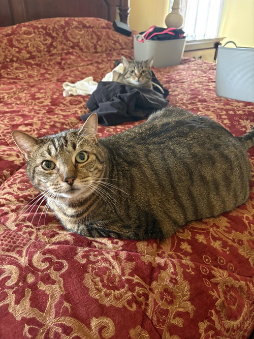picture of the cat needing adoption