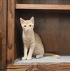 Sammy - Photo 4