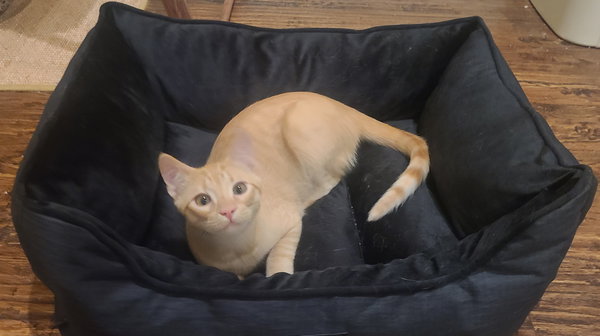 Sammy