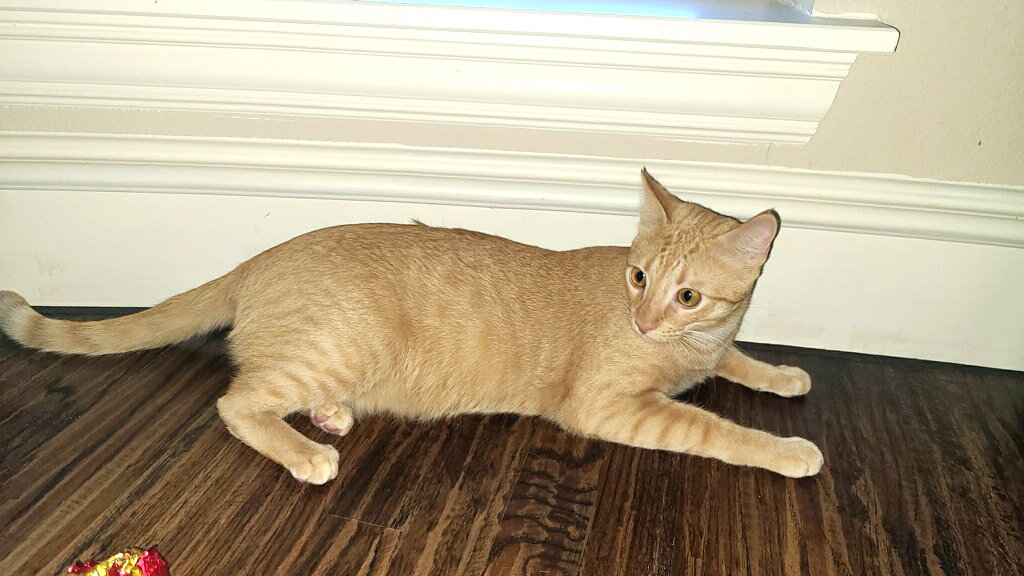 Sammy