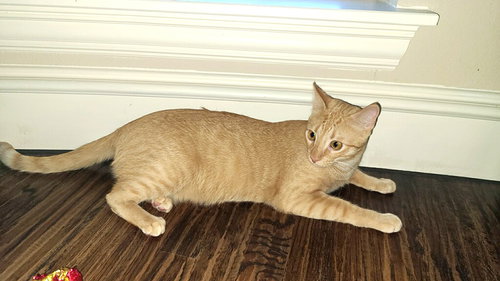 picture of the cat needing adoption