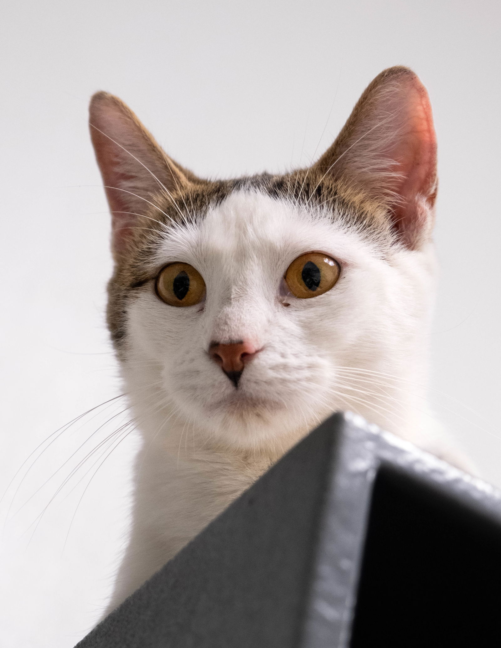 adoptable Cat in Dallas, TX named Patty