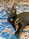 adoptable Cat in Dallas, TX named Rutger