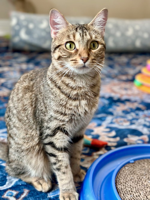 picture of the cat needing adoption