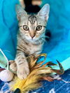 adoptable Cat in dallas, TX named Karai