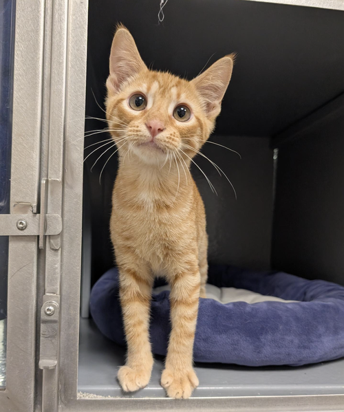 picture of the cat needing adoption
