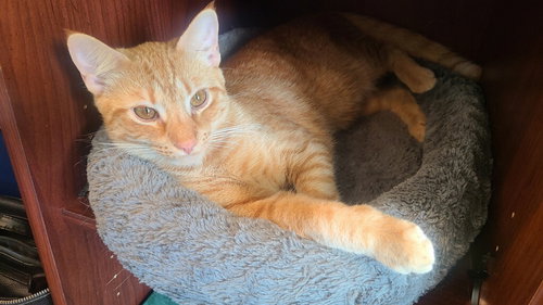 picture of the cat needing adoption