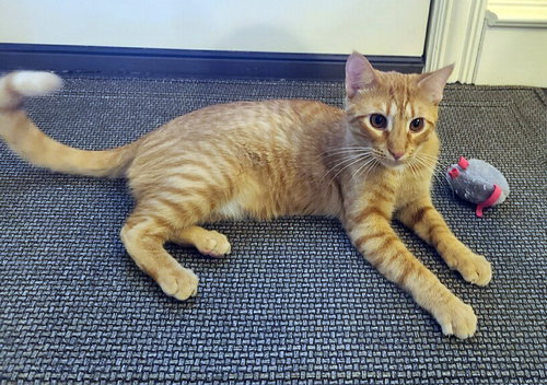 ESA - Domestic Short Hair available for adoption