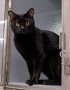 adoptable Cat in Dallas, TX named Wall-E