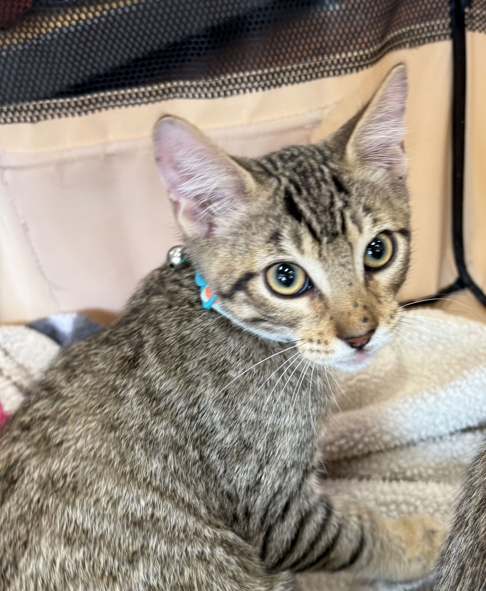 adoptable Cat in Dallas, TX named Cheese