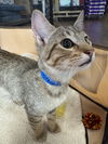 adoptable Cat in Dallas, TX named Crackers