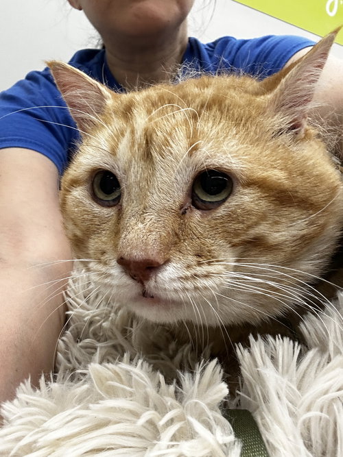 RILEY - Domestic Short Hair available for adoption
