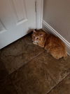 adoptable Cat in Dallas, TX named Riley