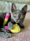 adoptable Cat in Dallas, TX named Fidget