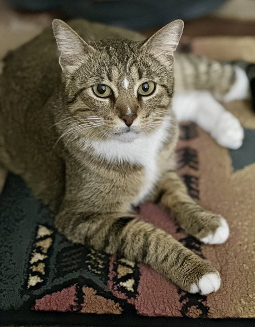 picture of the cat needing adoption