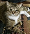 Soxy - Photo 2