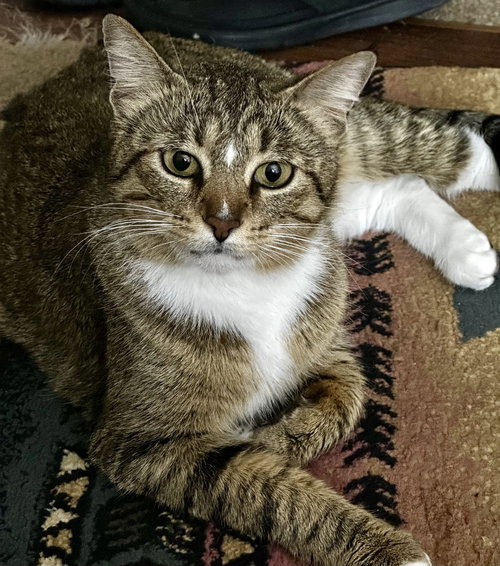 SOXY - Domestic Short Hair available for adoption