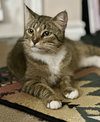 Soxy - Photo 3