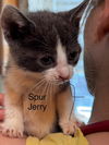 adoptable Cat in dallas, TX named Graybea