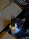 Graybea - Photo 7