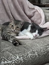 Graybea - Photo 4