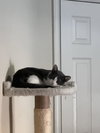 Graybea - Photo 5