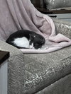 Graybea - Photo 6