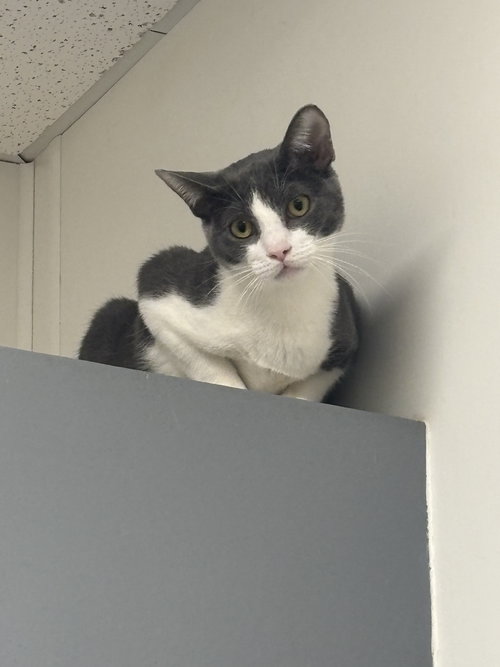 picture of the cat needing adoption