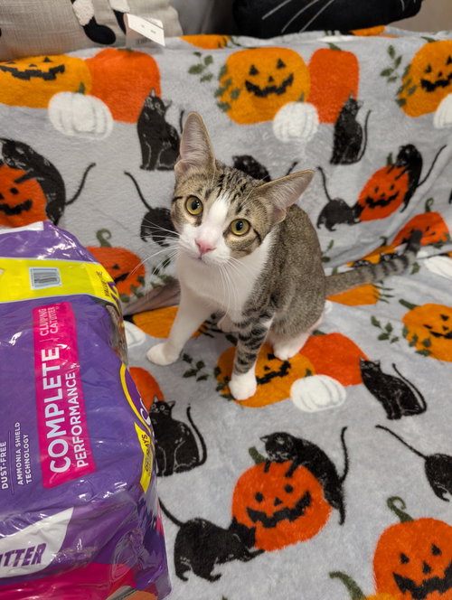 picture of the cat needing adoption